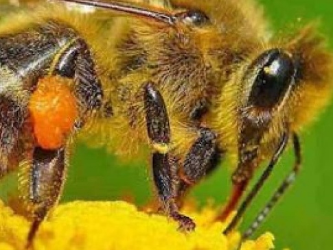 Поблизу Луцька власників пасік просять сховати бджіл