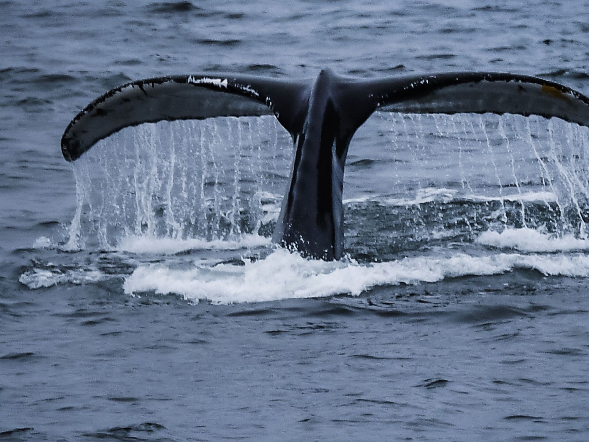 У Норвегії побачили російського кита-шпигуна