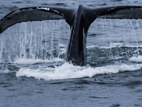 У Норвегії побачили російського кита-шпигуна