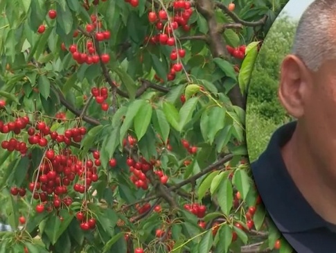 На Закарпатті фермер кличе усіх охочих у свій сад їсти черешню