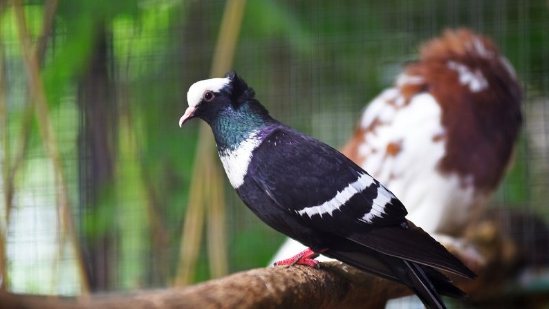 У Луцькому зоопарку прихистили голубів з Бахмута