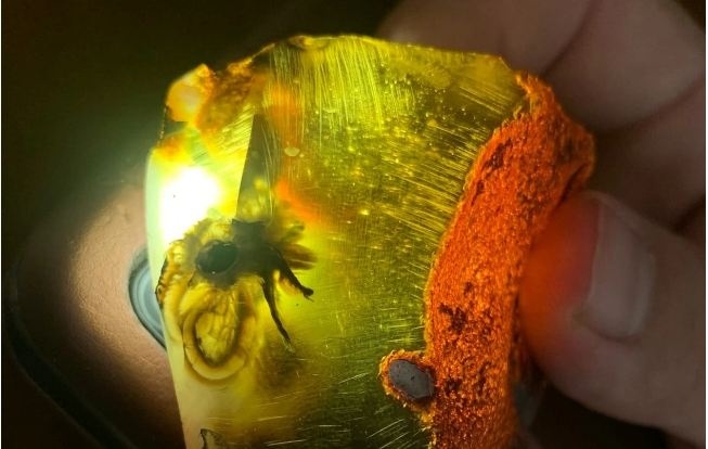 У бурштині на Рівненщині знайшли комаху, якій 30-40 мільйонів років