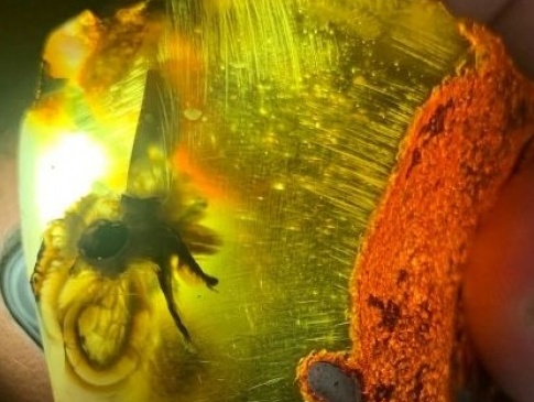 У бурштині на Рівненщині знайшли комаху, якій 30-40 мільйонів років