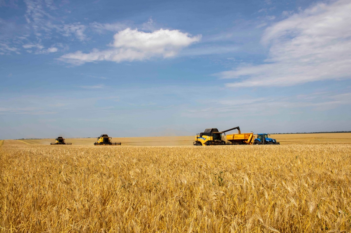 Жнива 2023: аграрії Волині уже зібрали 75% посівів пшениці