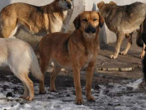 У Луцьку чоловік знущався із 25 собак:  бив, не давав їм достатньо їжі та води