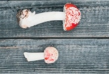 Отруєння грибами: що робити та як відрізнити отруйні гриби