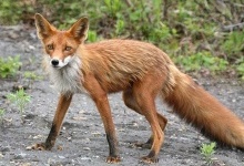 У Луцьку фіксують нашестя лисиць: експерти пояснили причини