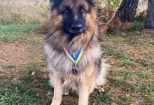 Вівчарку гвардійців Волині нагородили медаллю «За віддану службу»