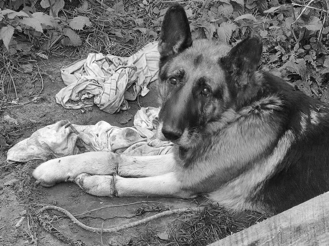 На Волині жінка знущалась над власною собакою: тварина померла