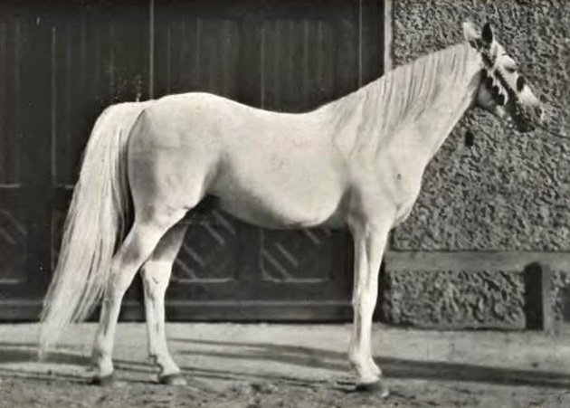 Череп коня з Хмельниччини сто літ зберігається у… Лондоні