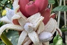 Виростила вдома… рожеві банани