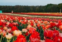 Коли на Волині стартує фестиваль квітів «Волинська Голландія»