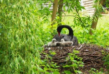 У Луцькому зоопарку розродилися чорні лебеді