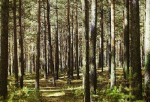 На Волині незаконно роздали 30 тисяч гектарів лісу