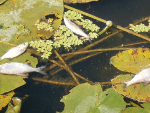 У Ковелі у річці плаває мертва риба — не витримує спеки
