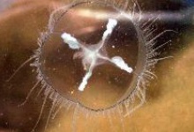 Біологічна аномалія: під Коростишевом у кар’єрах — медузи!