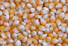 Житомир експортує зерно сотнями тисяч тонн