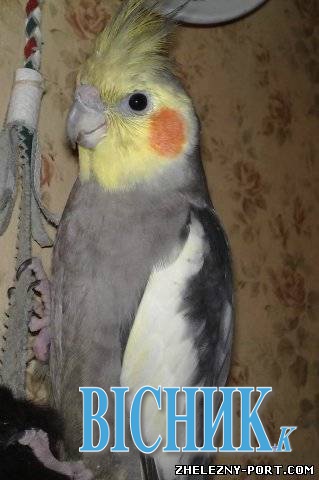 На Тернопільщині живе папуга-патріот, який каже «Слава Україні!»