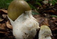 На Прикарпатті люди труяться грибами сім’ями