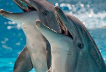 Поранених військових ставлять на ноги... дельфіни