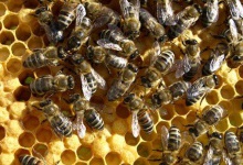 Житомирським бджолам виділили 330 тисяч гривень