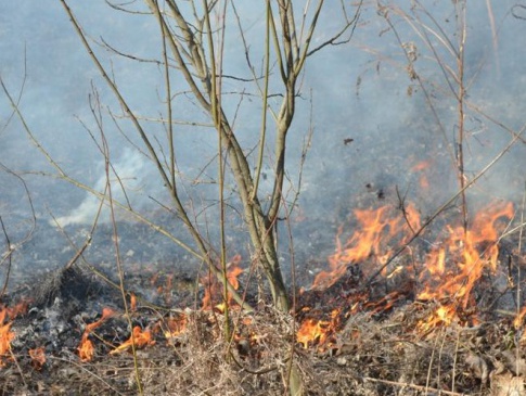 На Волині хтось запалив суху траву — пожежу довелося гасити дві години
