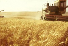 Цьогоріч Волинь зібрала найбільший врожай зернових за часів незалежної України