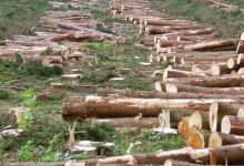 На Волині виявили незаконну рубку деревини на 500 тисяч гривень