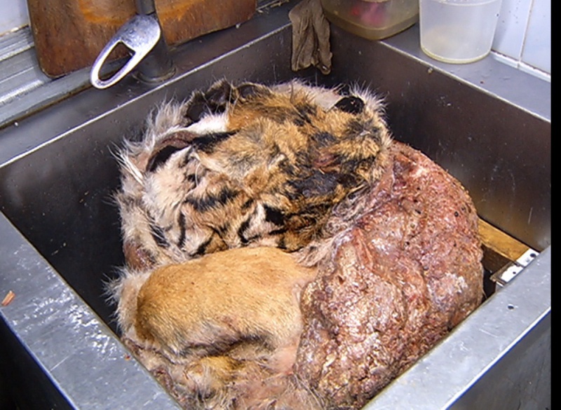 У московському ресторані готували страви з червонокнижних тигрів та леопардів
