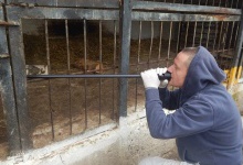 У Луцький зоопарк запросили фахівця з Києва, щоб підрізати леву кігті