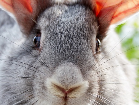 Швейцарці шукають на Волині партнерів для створення великої кролячої ферми