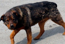 На Донбасі російські найманці хваляться поїданням собак