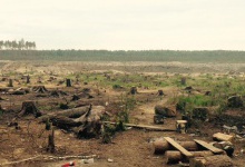 У лісах Житомирщини екологічна катастрофа через бурштинокопачів