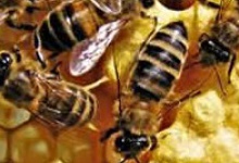 Бійців від безсоння рятують бджоли
