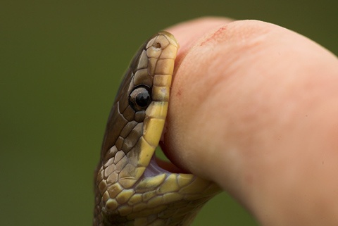 На Ратнівщині четверо людей потрапили до реанімації після укусів змій