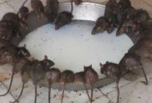 В ужгородському супермаркеті хазяйнують щурі