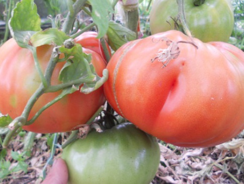 У Челябінській області вивели помідор «Вова Путін»