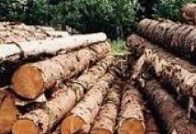 На Волині хочуть 70% ділової деревини продавати місцевим підприємцям