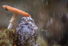 Фото сови, яка заховалася від дощу під грибом, підірвало Інтернет