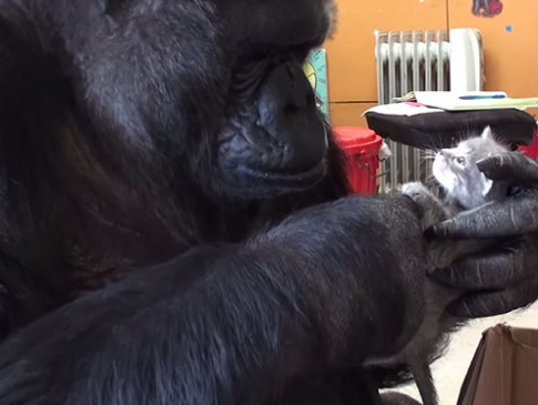 В Америці горила всиновила двох кошенят і ніжно ними опікується