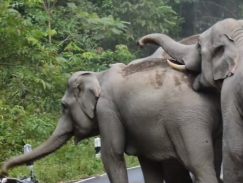 Замість утікати від роздратованих його мотоциклом слонів, таїландець почав просити у них вибачення