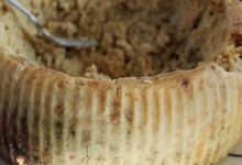 Делікатес для великих гурманів: касу марцу — найогидніший сир на планеті