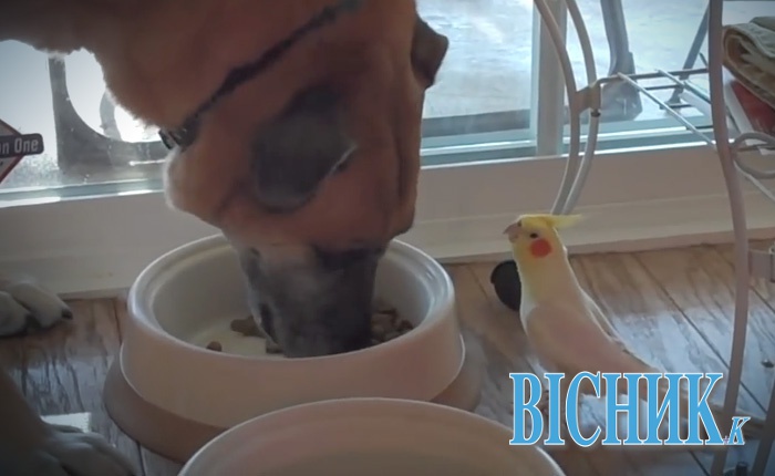 Папуга співає псу під час сніданку