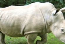 У США помер один з чотирьох останніх на Землі білих носорогів