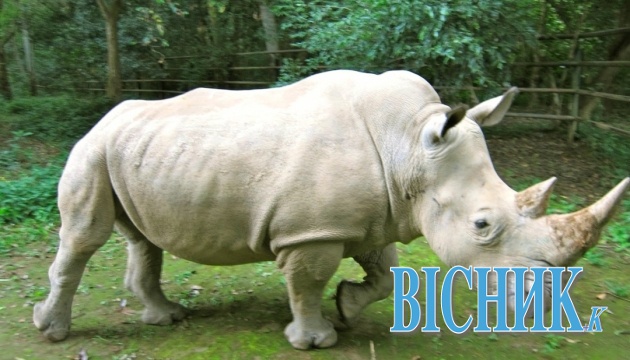 У США помер один з чотирьох останніх на Землі білих носорогів