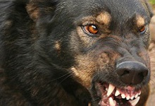 На Волині собака покусав дитину — господар пса відбувся штрафом у 51 гривню!