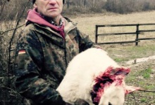 На Закарпатті п’яний депутат облради застрелив собаку лісника, щоб не заважав йому займатися браконьєрством