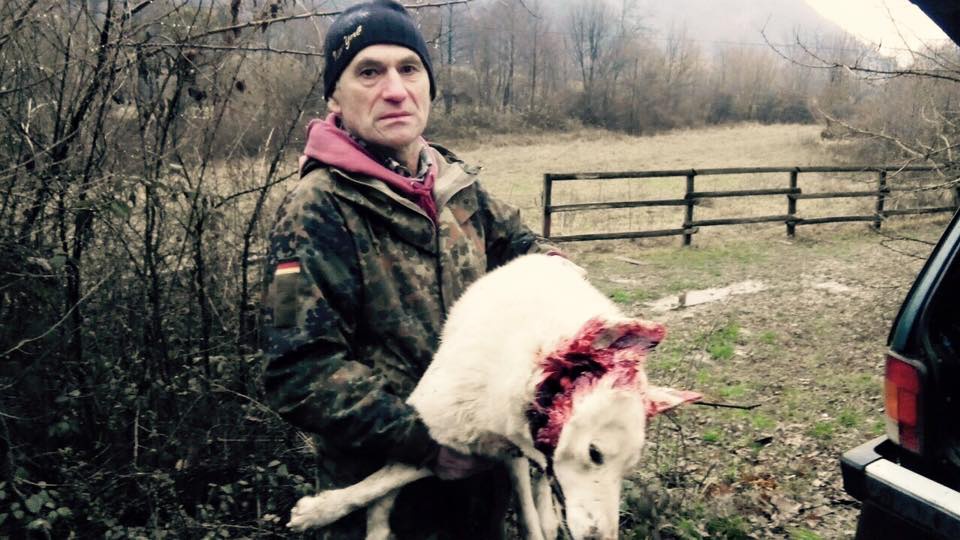 На Закарпатті п’яний депутат облради застрелив собаку лісника, щоб не заважав йому займатися браконьєрством