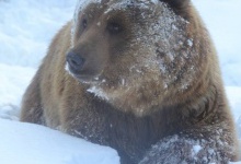 У Карпатах через теплу зиму прокинулися ведмеді
