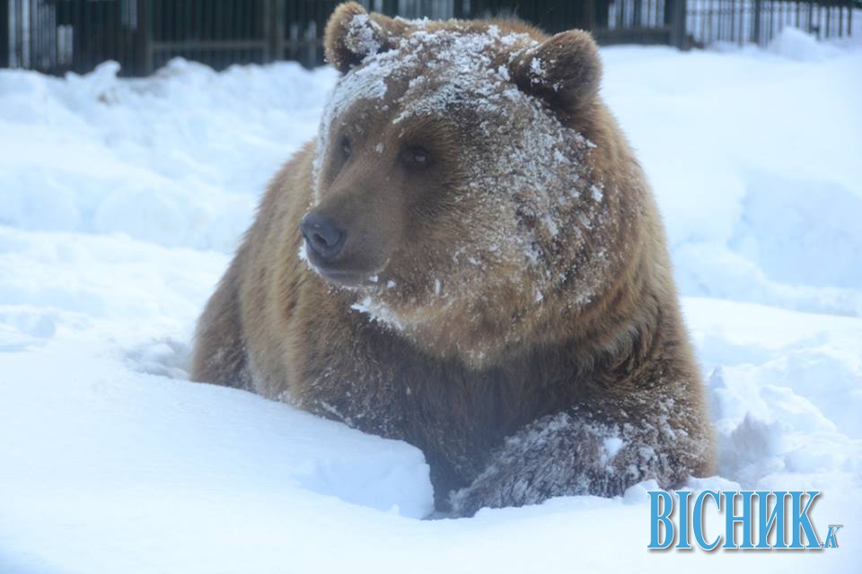 У Карпатах через теплу зиму прокинулися ведмеді